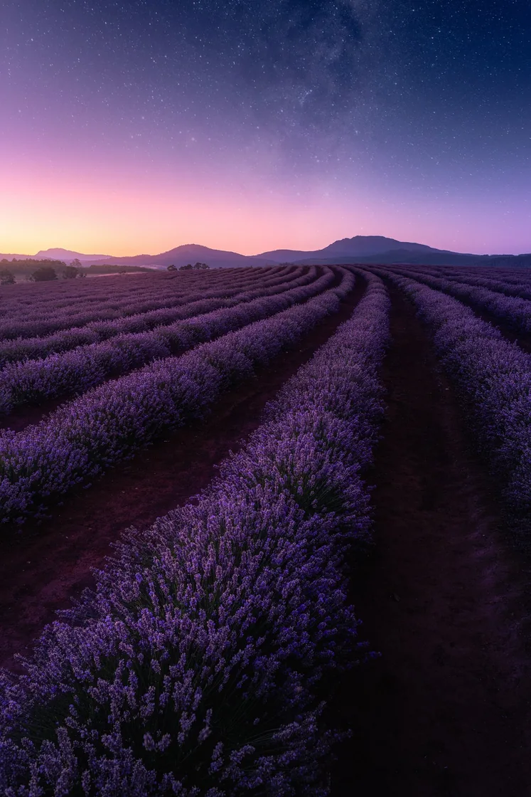Rows of purple lavender under a pastel sky
