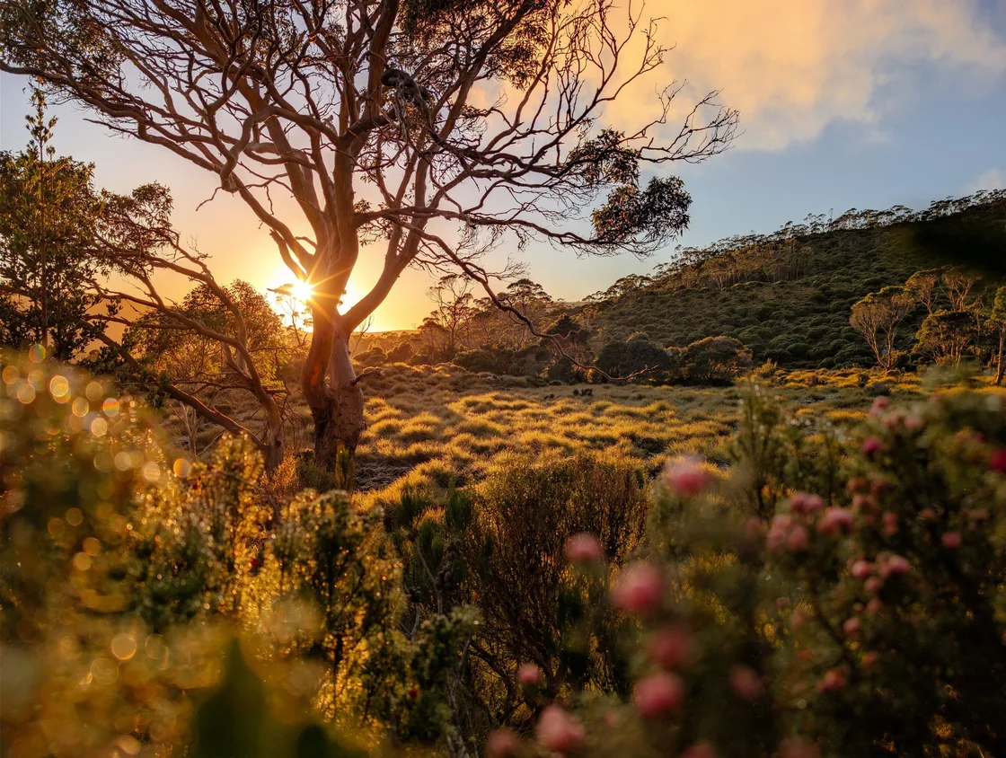 Sunlight shining through a tree in Cradle Valley
