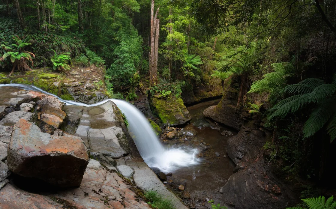 A forest stream flowing over a rocky cascade